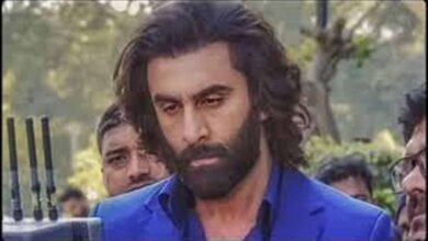 Animal Park Sequel Updates