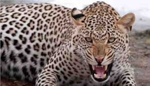 Bahraich Leopard Attack