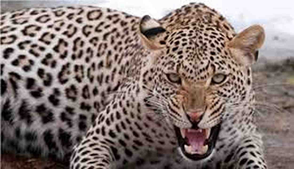 Bahraich Leopard Attack
