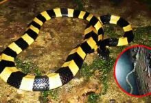 Banded Krait Snake Viral Video