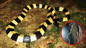Banded Krait Snake Viral Video