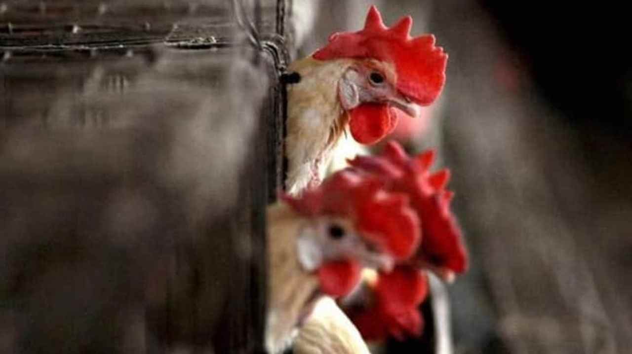 Bird Flu Outbreak in Kerala