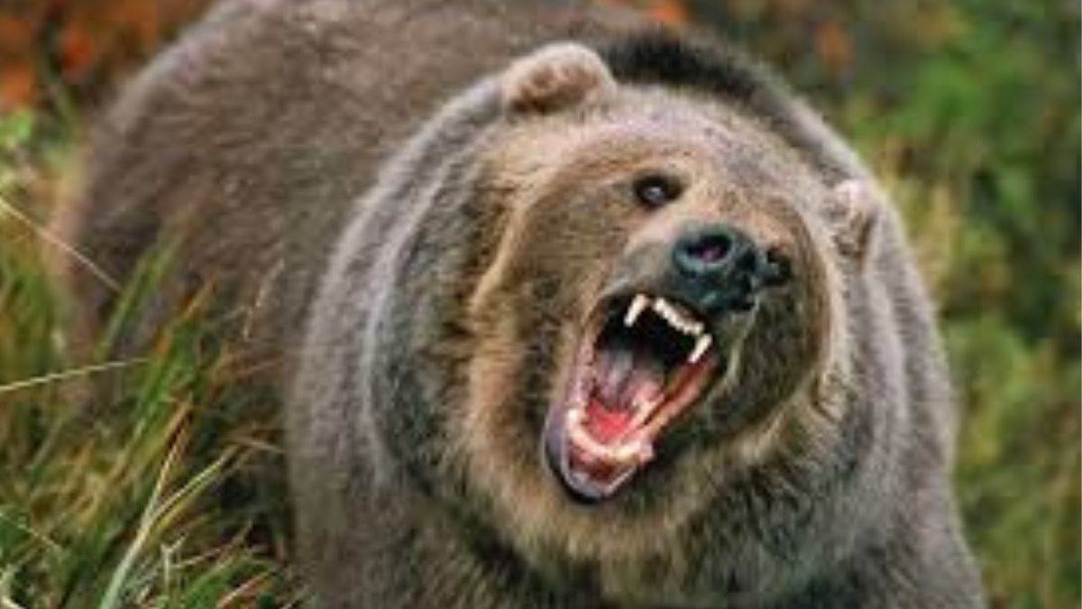 Brave Girl Saves Student From Bear Attack