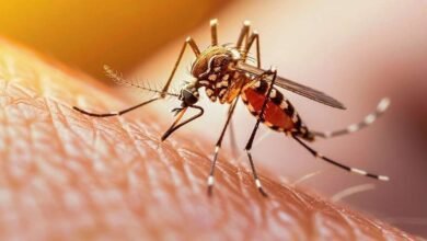 Mosquitoes Favorite Blood Group Facts