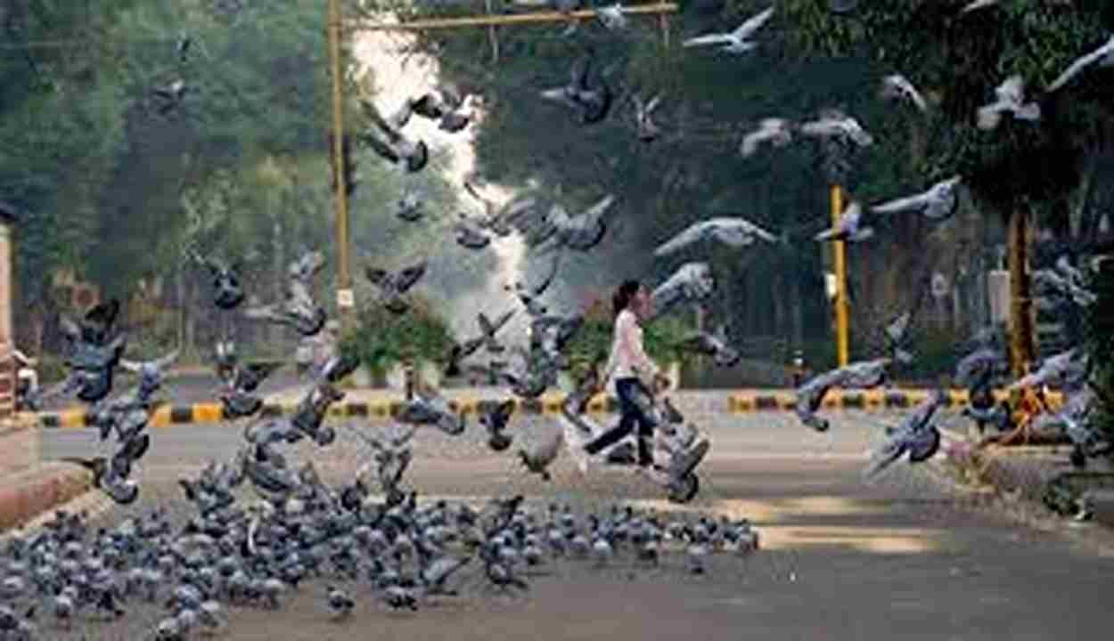 Mumbai Pigeon Feeding Fine News