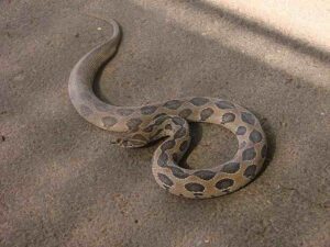 Sand Viper Snake