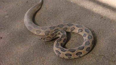 Sand Viper Snake