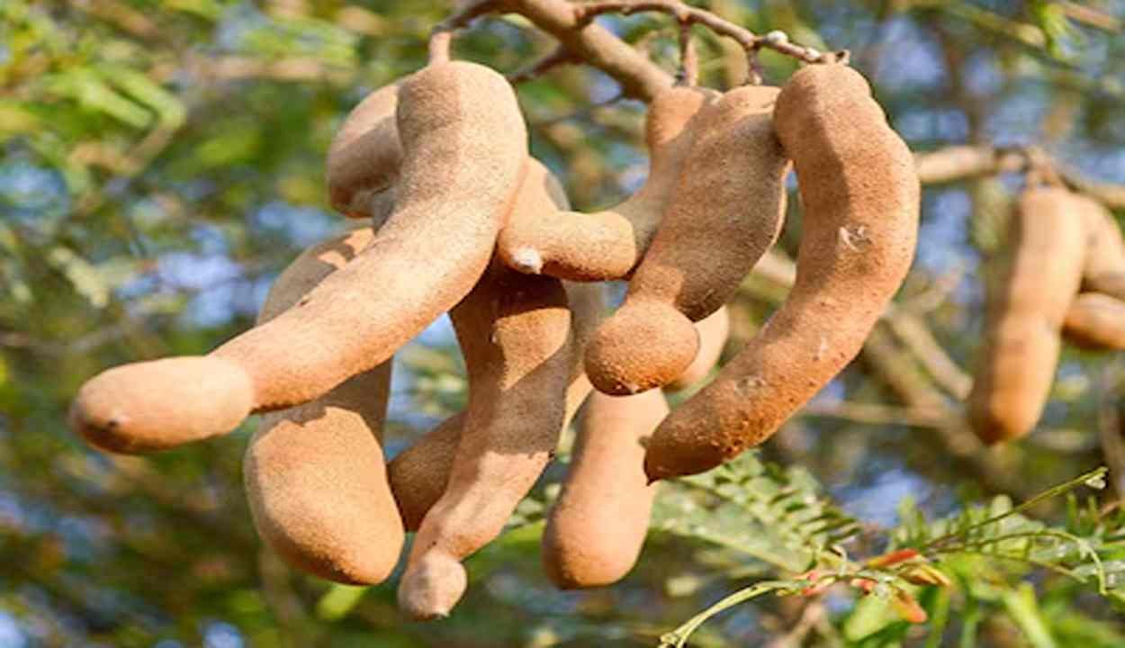 Tamarind Health Benefits