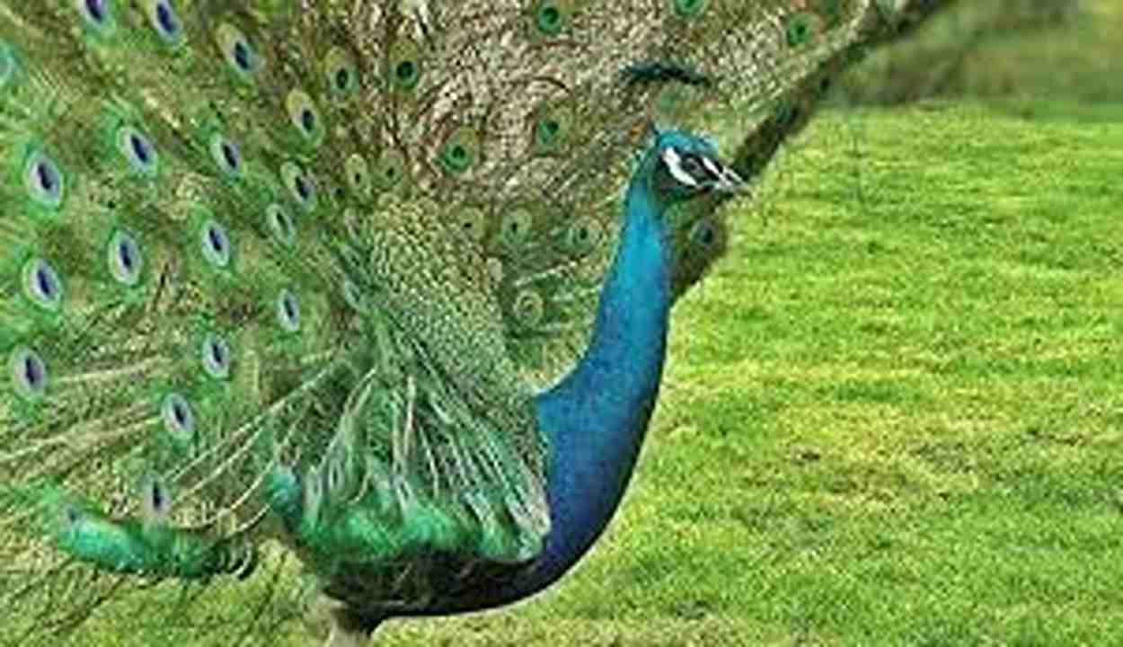 Udaipur National Bird Hunting Case