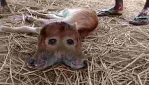 Unique Calf Birth in Ayodhya