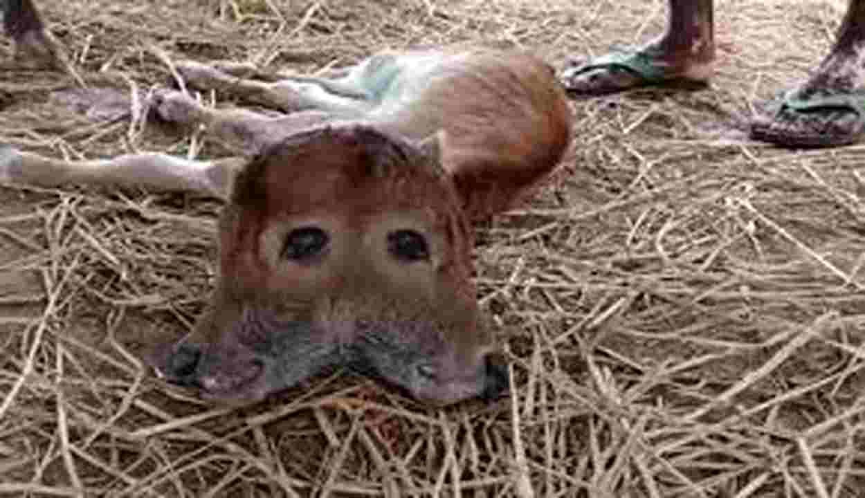 Unique Calf Birth in Ayodhya