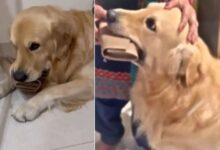 Viral Social Media Video