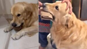 Viral Social Media Video