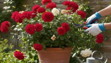 Winter Gardening Guide