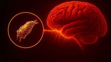 Brain Infection Warning 2026