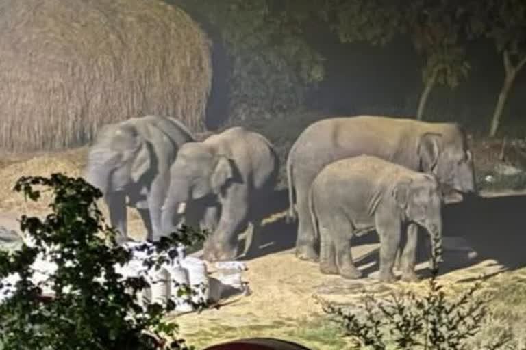 Elephant death in Ramgarh