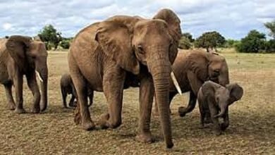 Human Elephant Conflict Jharkhand