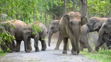 Jharkhand Elephant Attack Chaibasa News