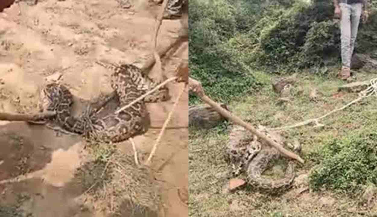 Python Rescue Vaidali