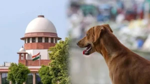 Supreme Court Stray Dog Hearing