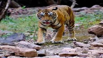 Tiger Behavioral Patterns Research