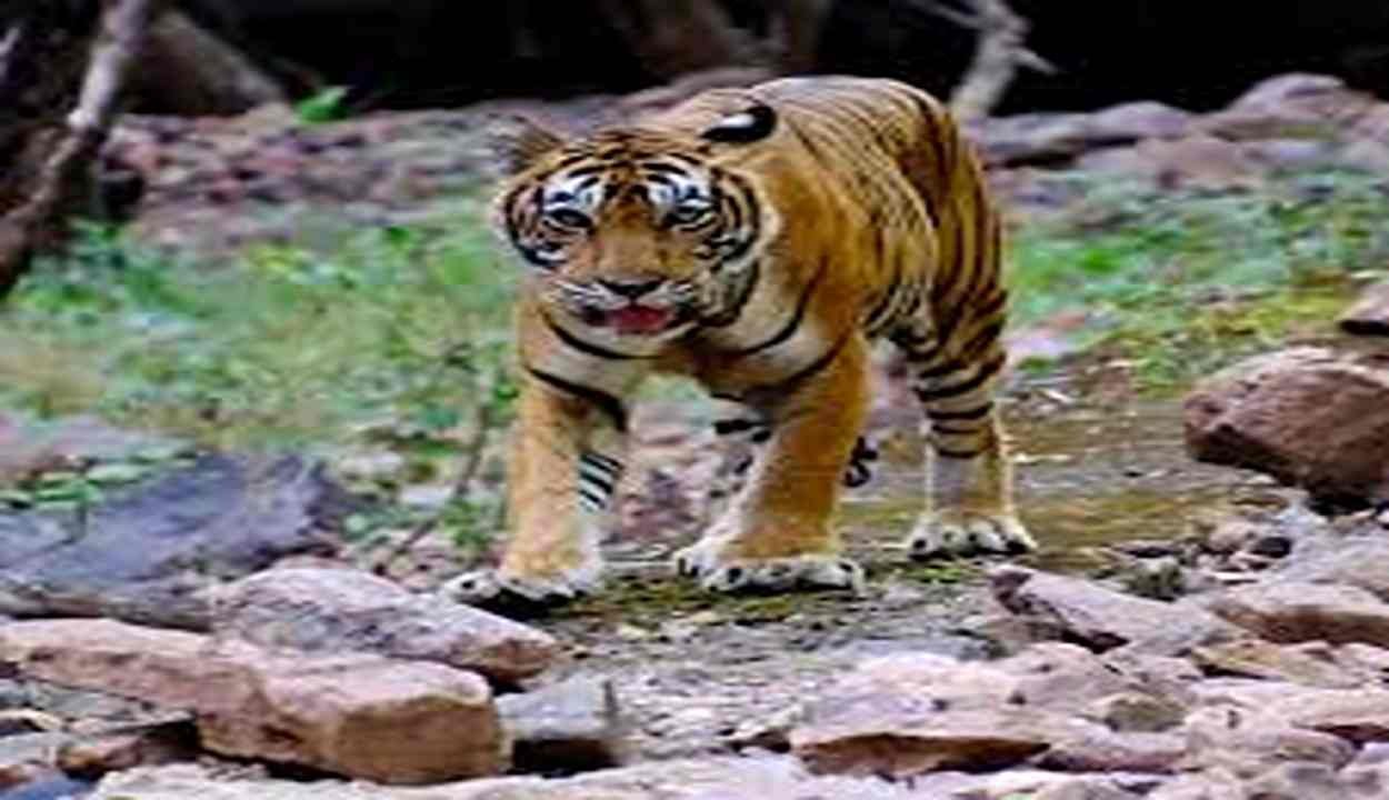 Tiger Behavioral Patterns Research