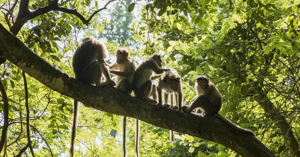 Kyasanur - Forest - Disease - – - उडुपी - में - वर्षीय - युवक