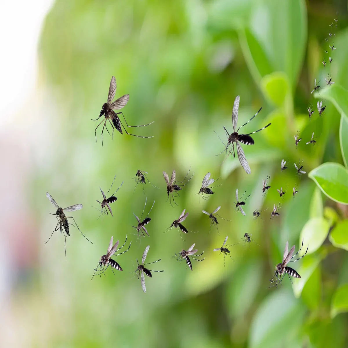 Mosquitocontrol Mosquitocontrol Kil Agrbtti Dhuen Uthe