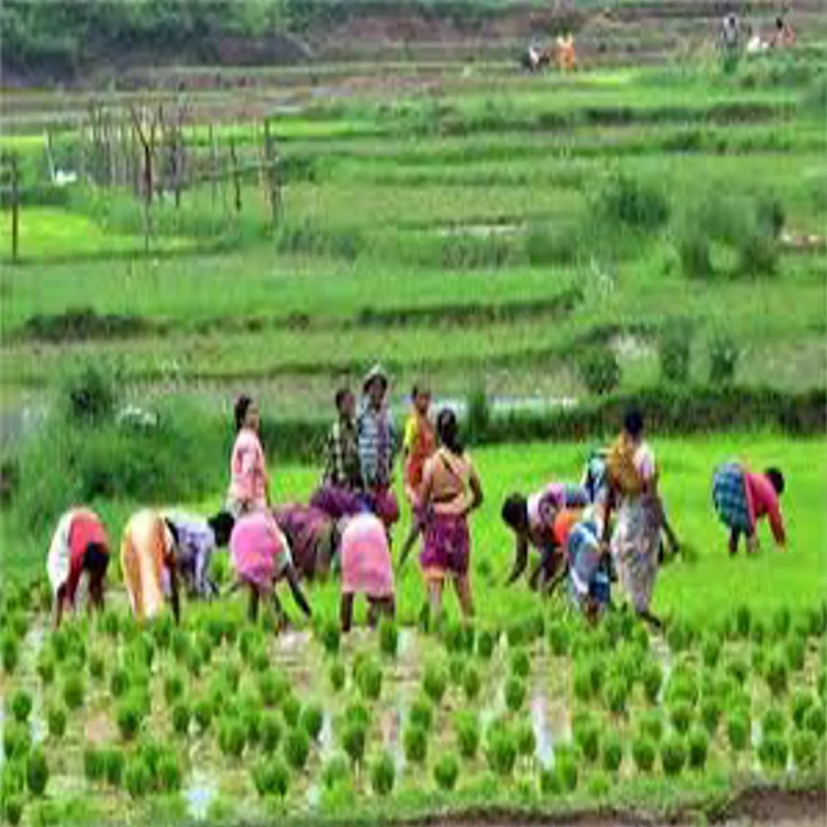 Farmerrelief 460 Farmerrelief Yogi Srkar Kisanon