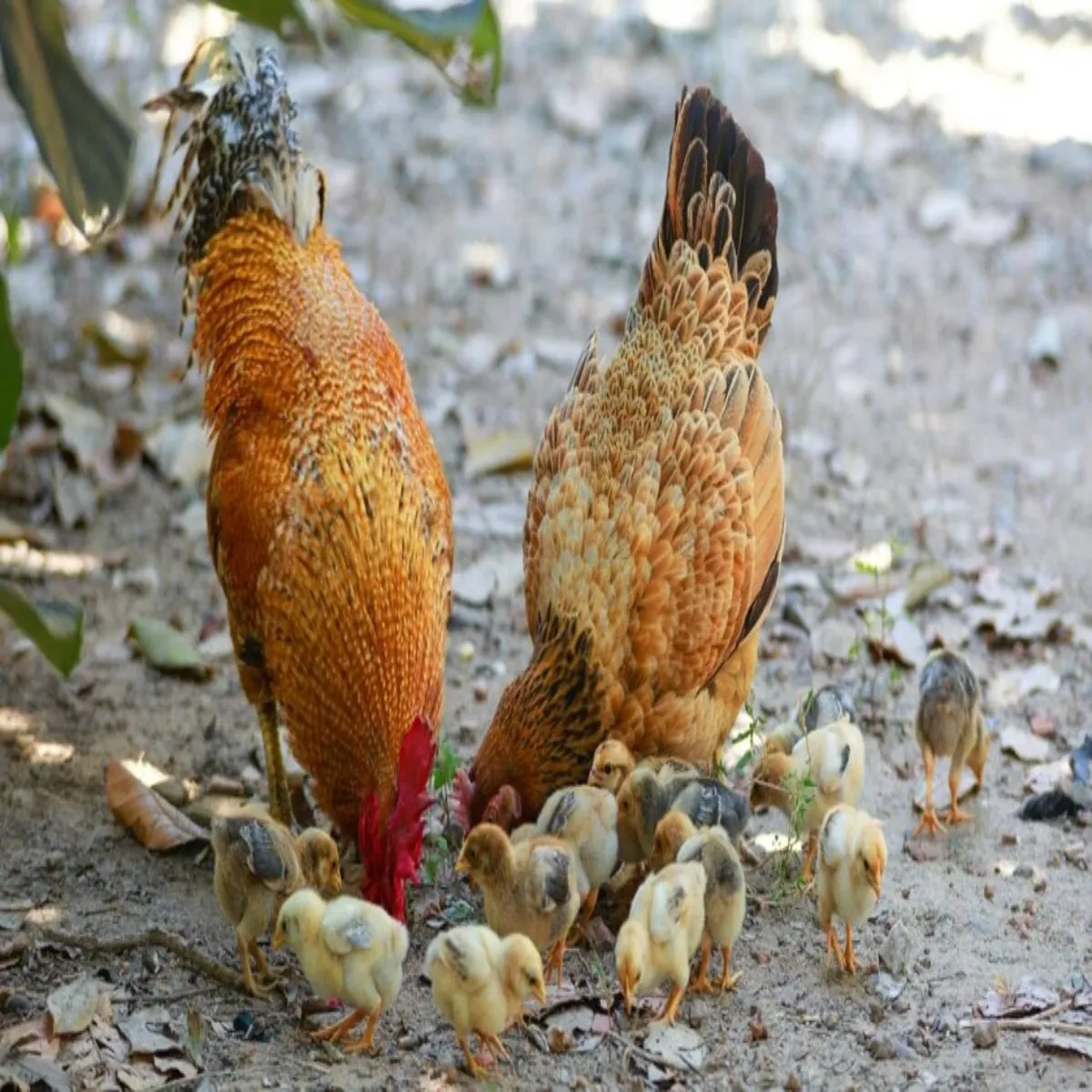 Poultryfarm Poultryfarm Durgndh Aarop Bich Nvjat