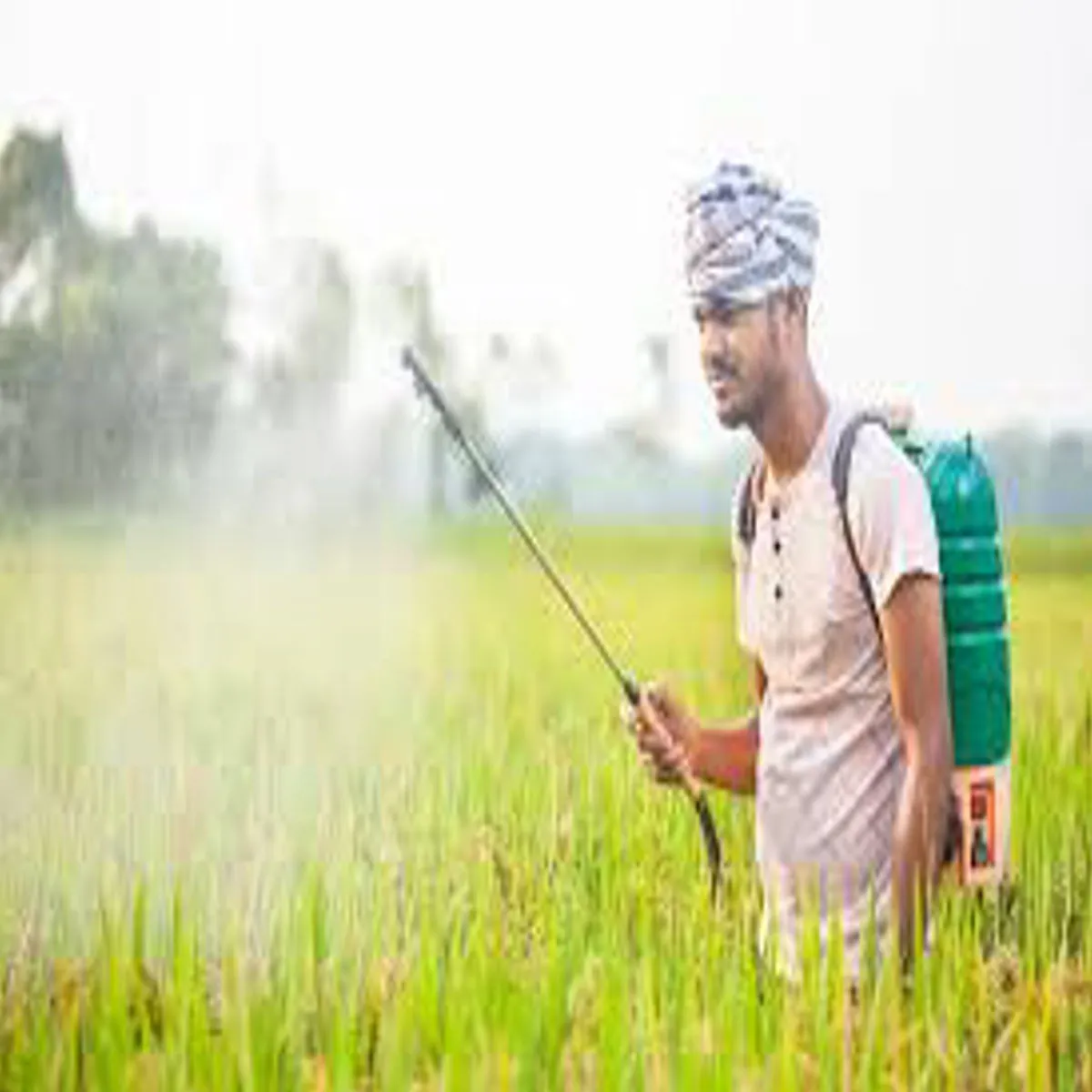 Fertilizerstocks Fertilizerstocks Srkar Gais Aadesh Bad