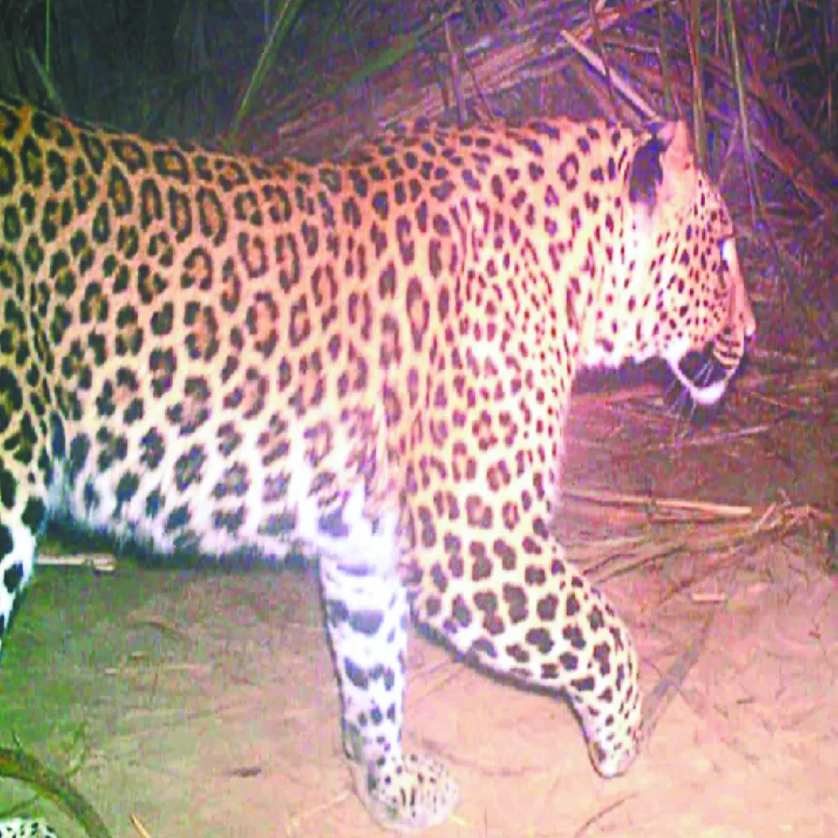 Leopardattack Leopardattack Kotdvar Men Ghr Bchche