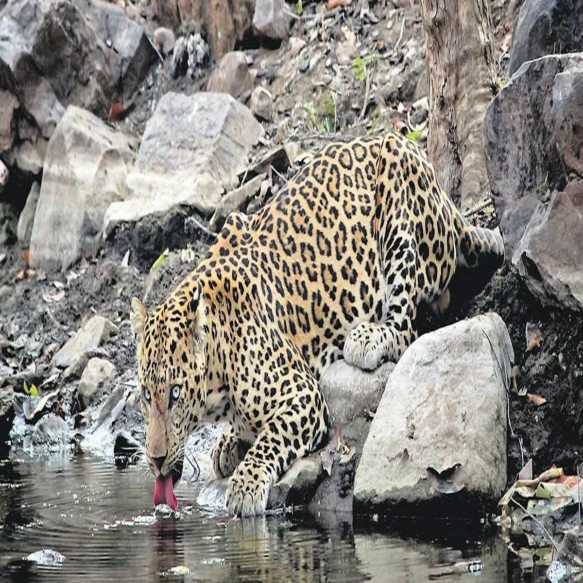 Leopardconflict Leopardconflict Uttrakhnd Men Bdhti Guldar