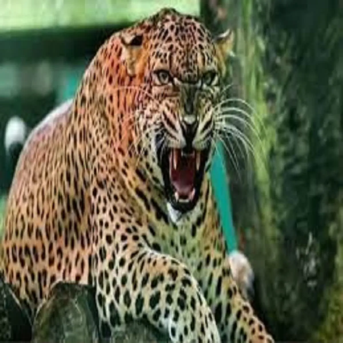 Leopardattack Leopardattack Chmoli Rauta Ganv Men