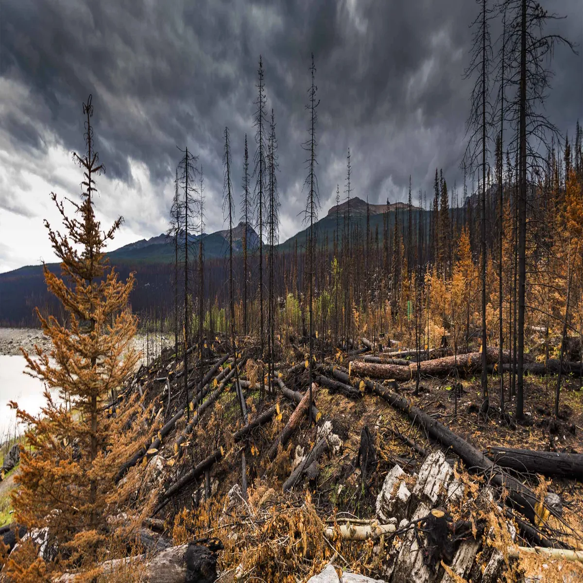 Wildfire Wildfire Jrjiya Jnglon Men Lgi