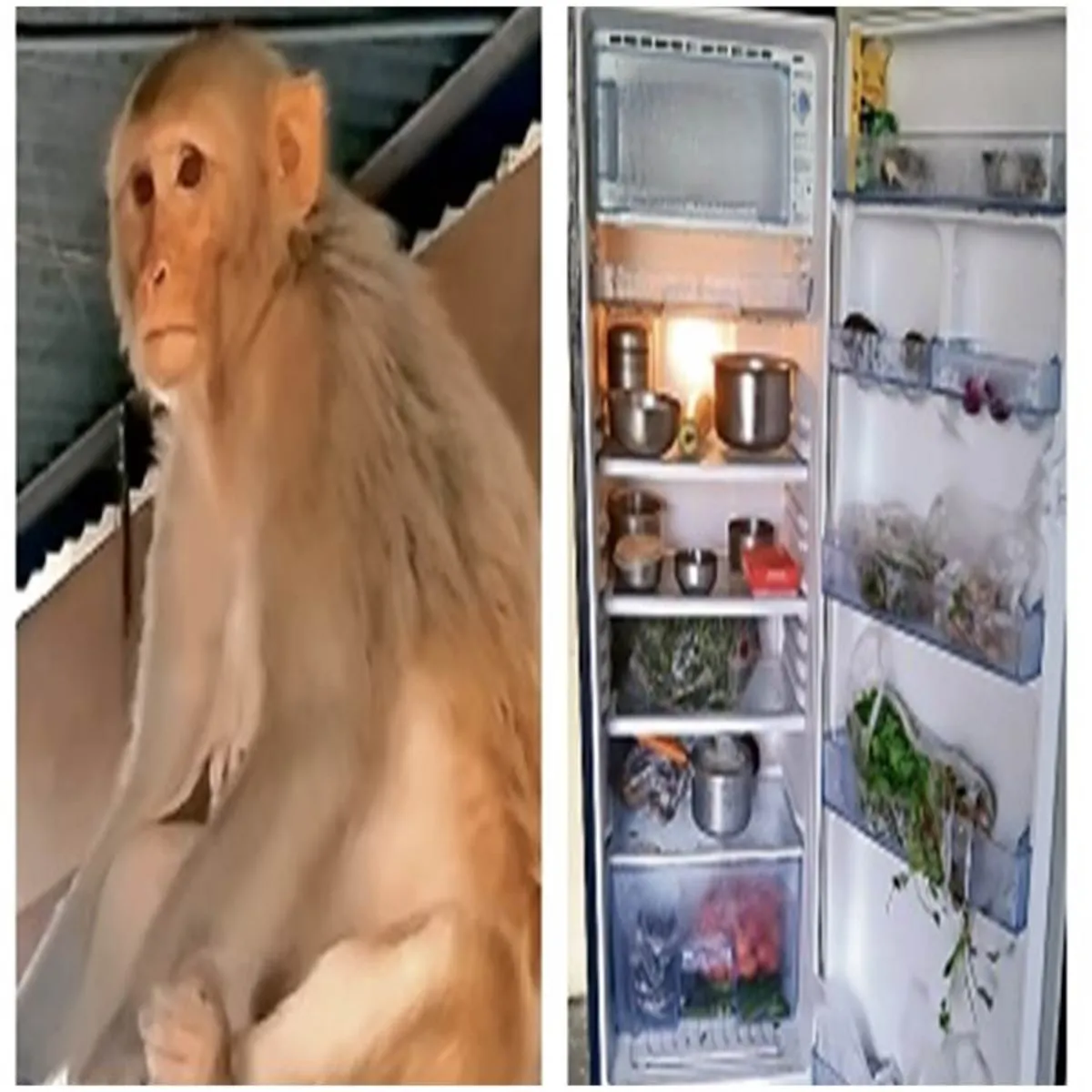 Viralvideo Viralvideo Phrij Kholkr Badam Gya