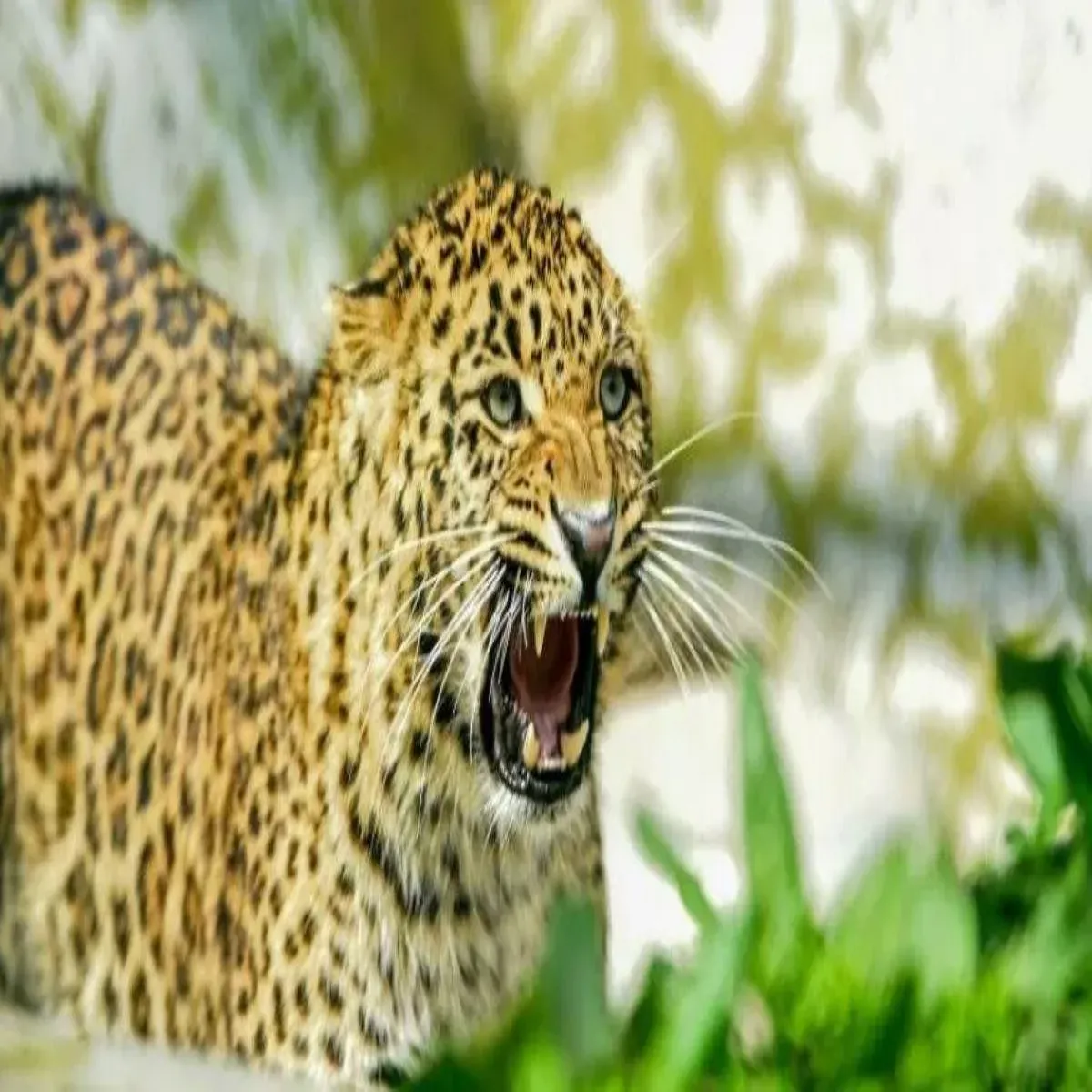 Leopard Attack Leopard Attack Pokhda Men
