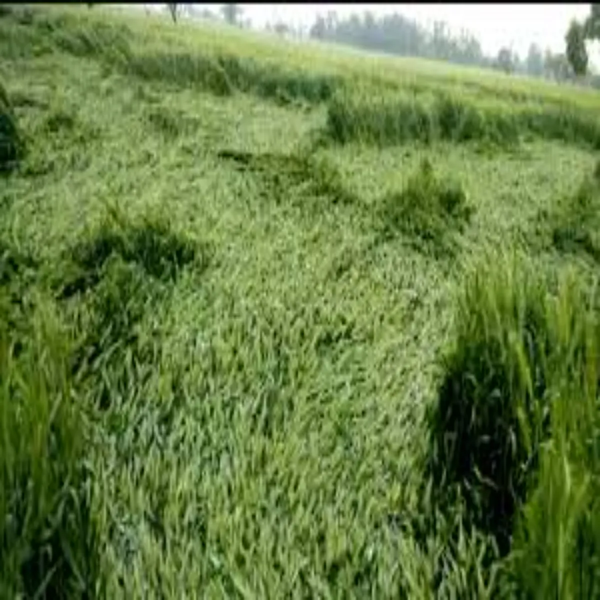 Cropdamage Cropdamage Asmy Barish Phsl Nuksan