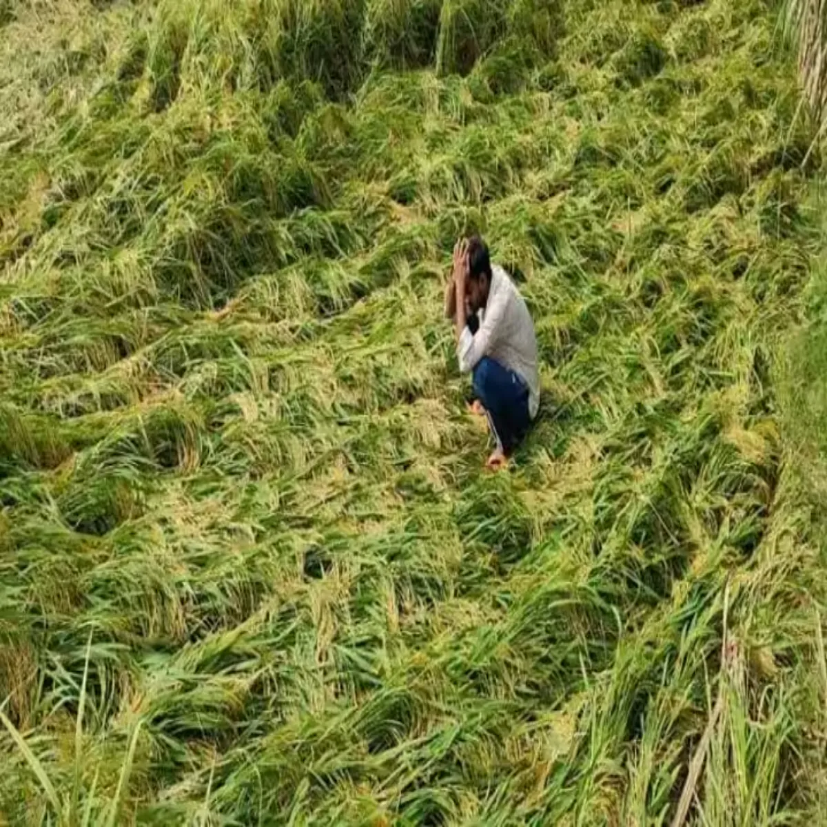 Weatherdamage Weatherdamage Bemausm Barish Prbhavit Kisanon