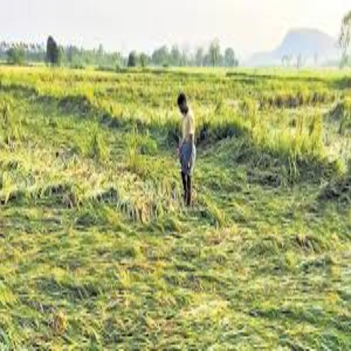 Agriculture Agriculture Tej Aandhi Barish Men