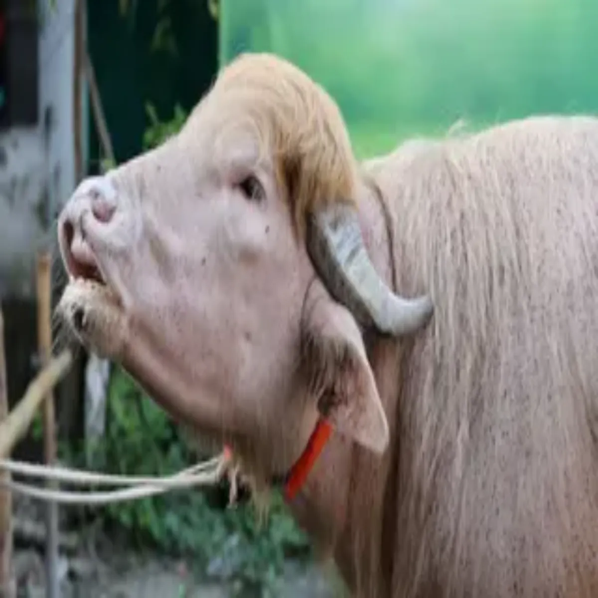 Bangladeshbuffalo Bangladeshbuffalo Eeran Chutki Trnp Jaise