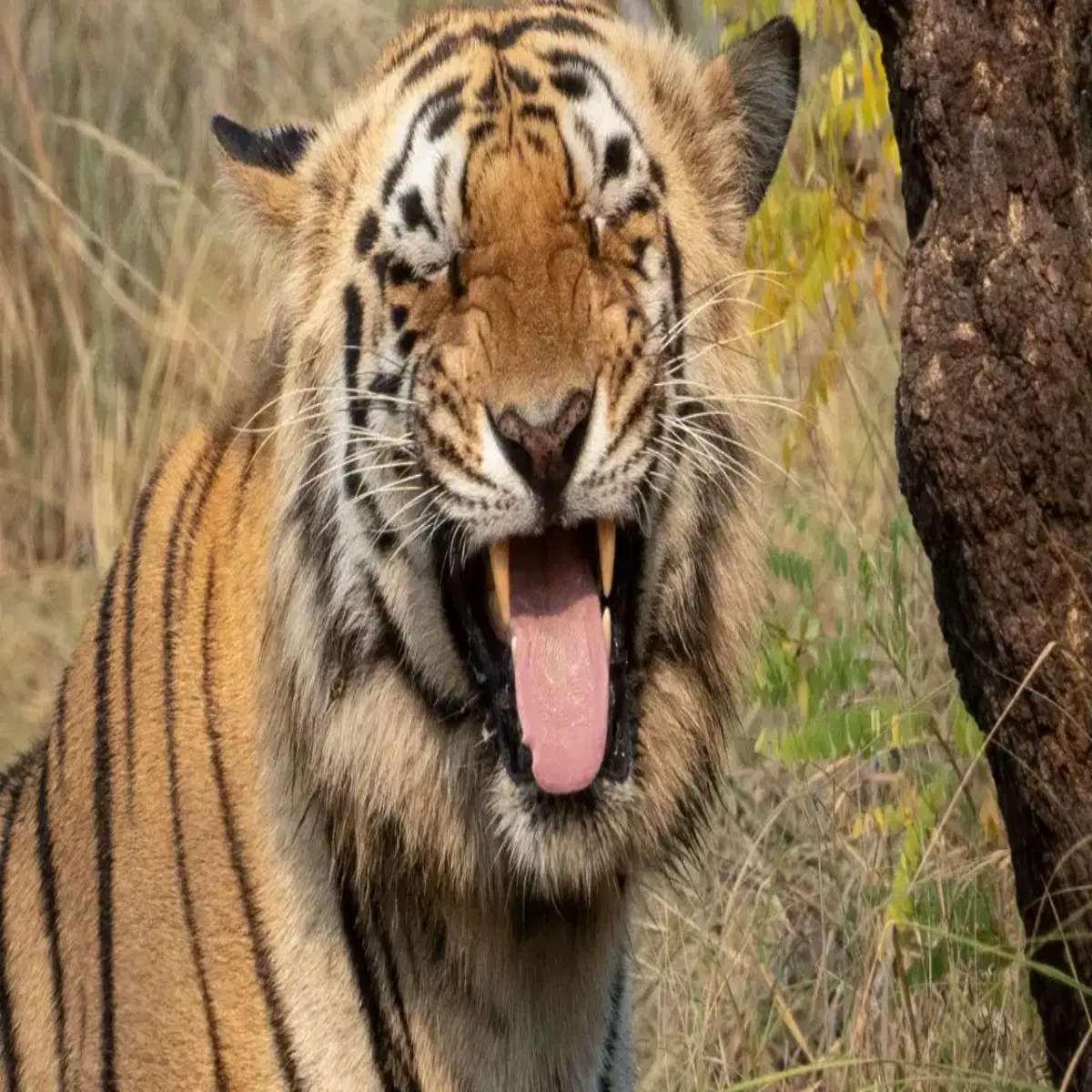 Tigerattack Tigerattack Chndrpur Jngl Men Bagh