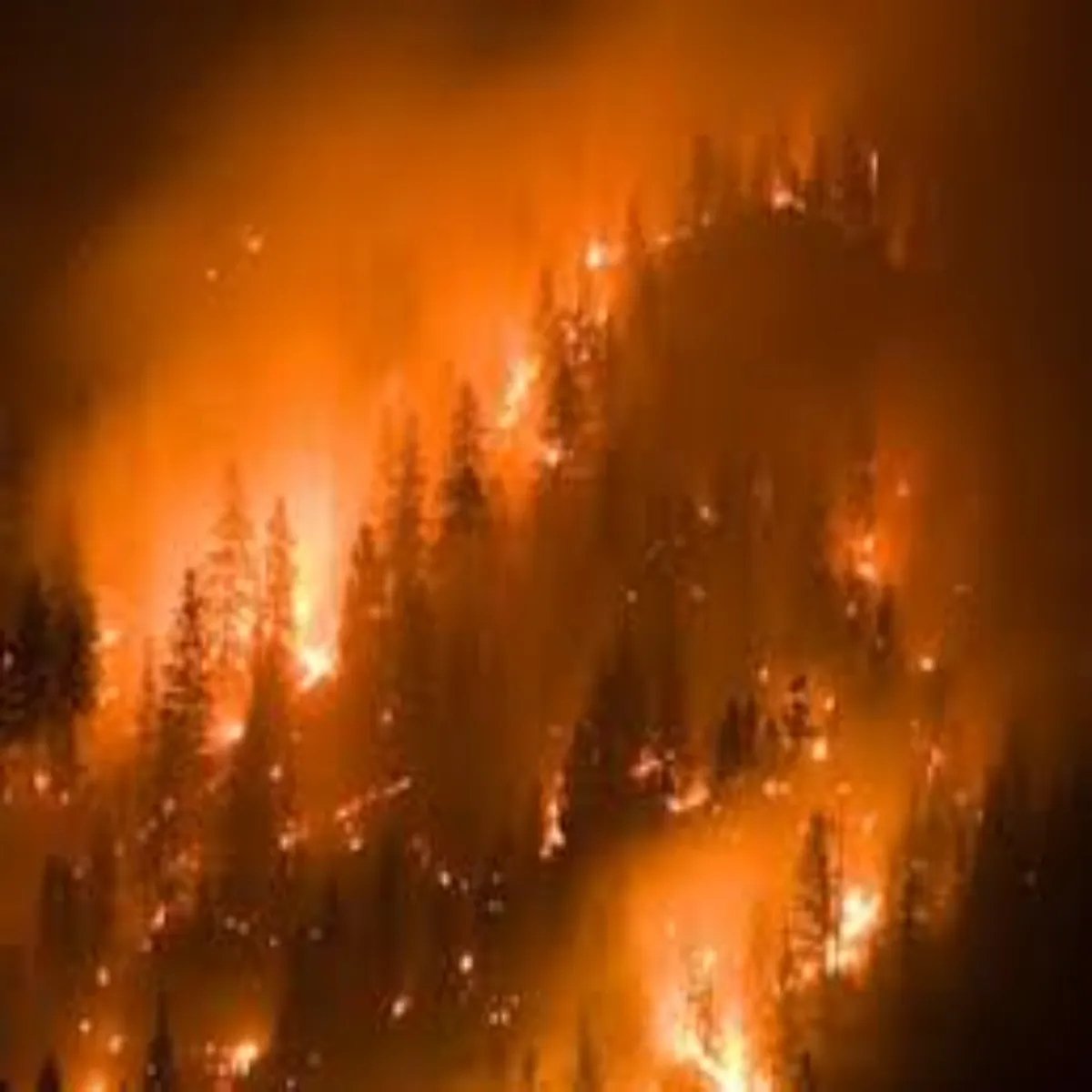Forestfire Forestfire Paudi Men Bdhti Vnagni
