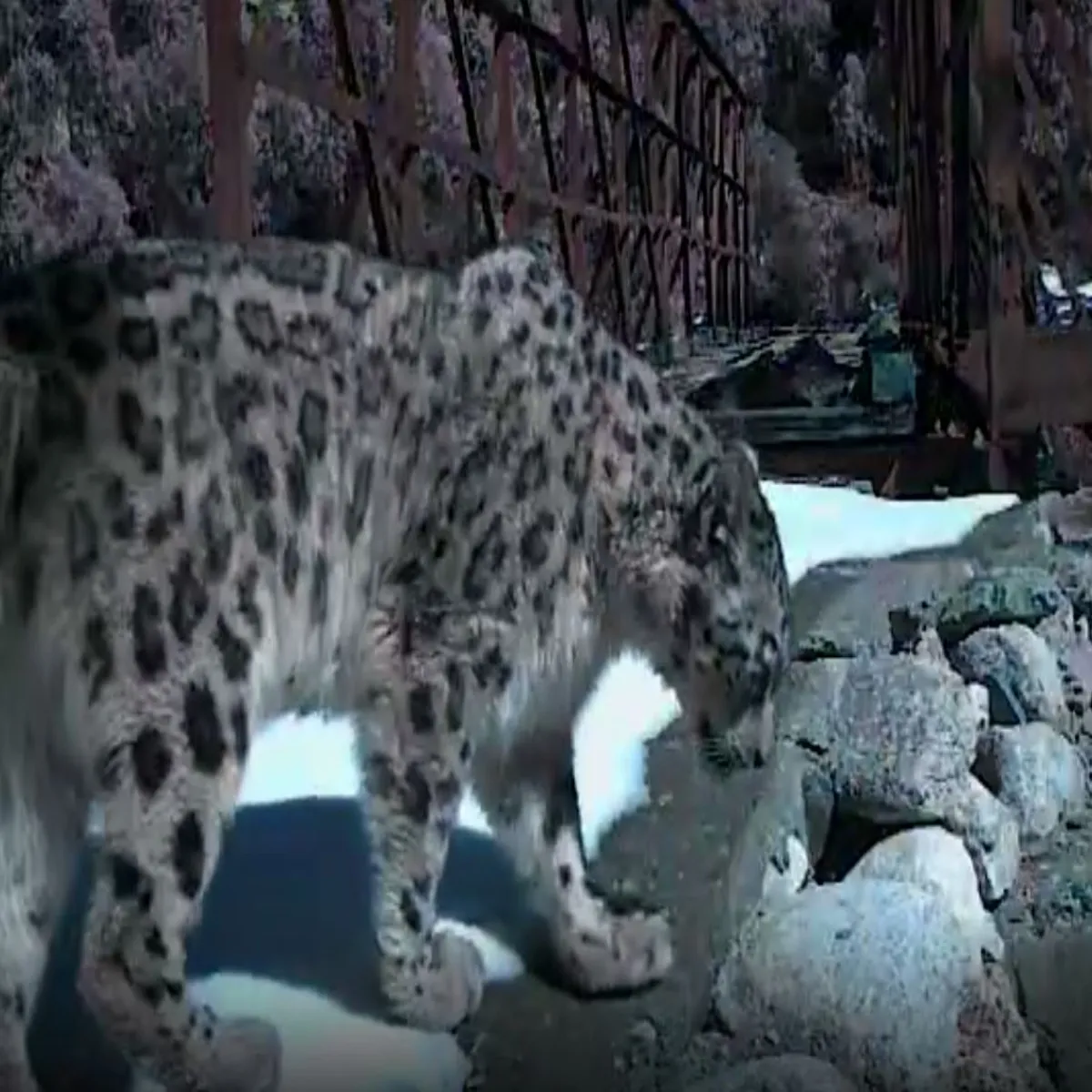 Wildlifediscovery Wildlifediscovery Gngotri Neshnl Men Kaimre
