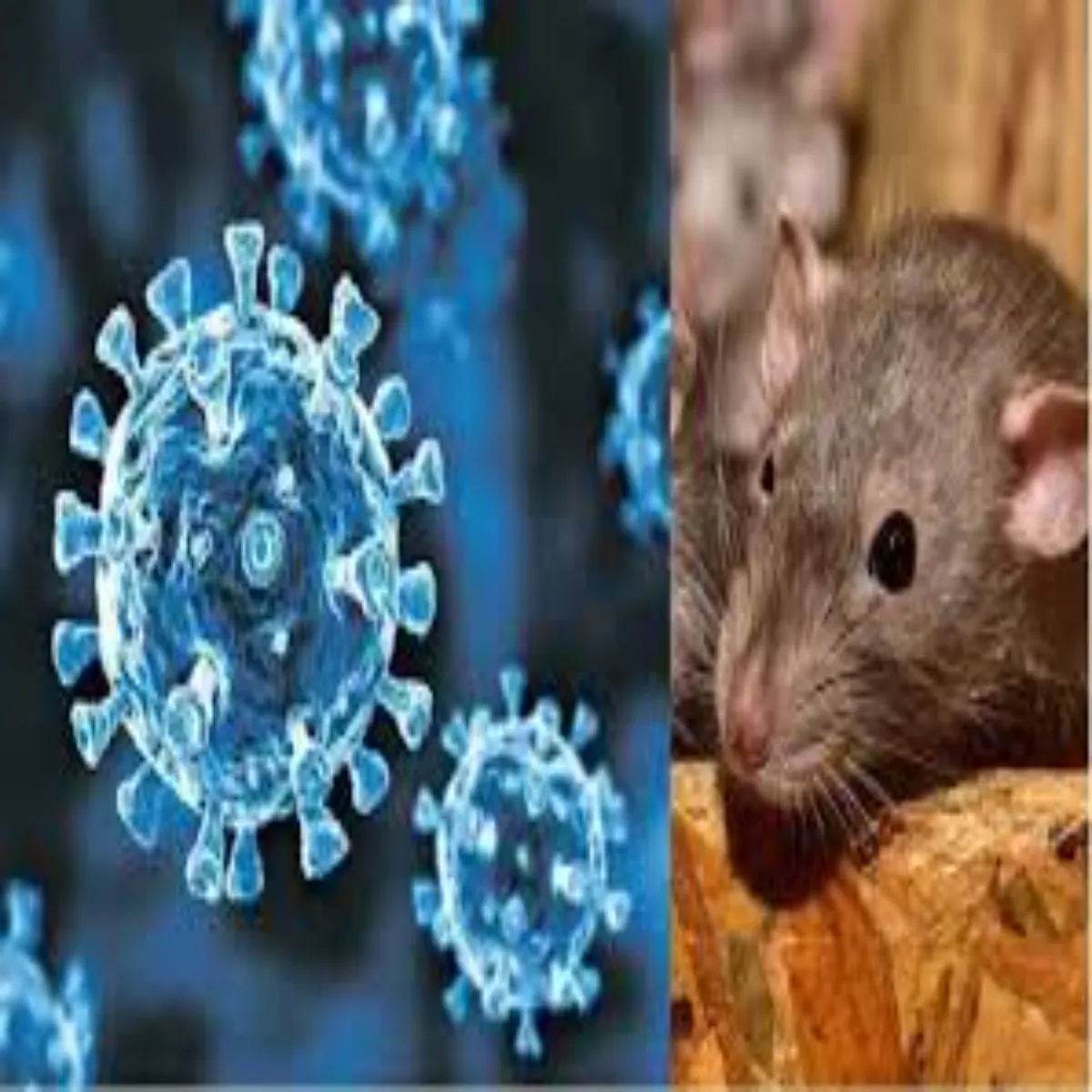 Hantavirus Hantavirus Chuhon Phailne Vale Snkrm