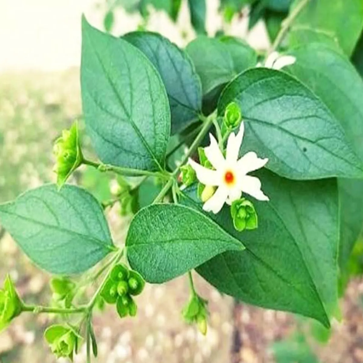 Ayurvedacare Ayurvedacare Hrsingar Phul Men Chhipe