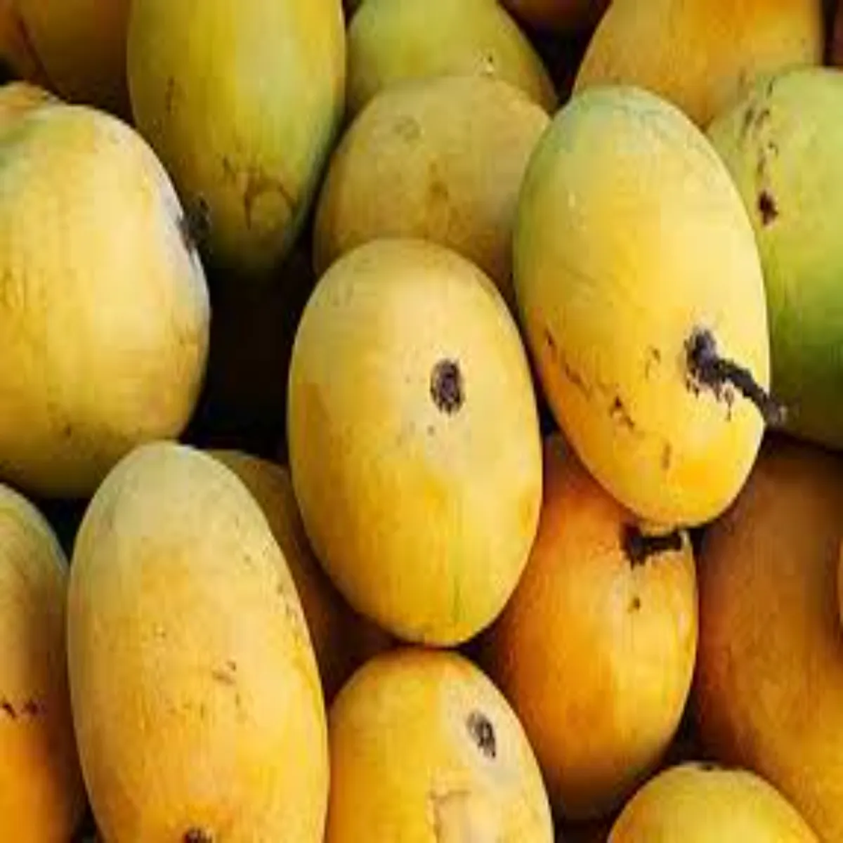 Mangoes Mangoes Seht Bhari Skta Mangoes
