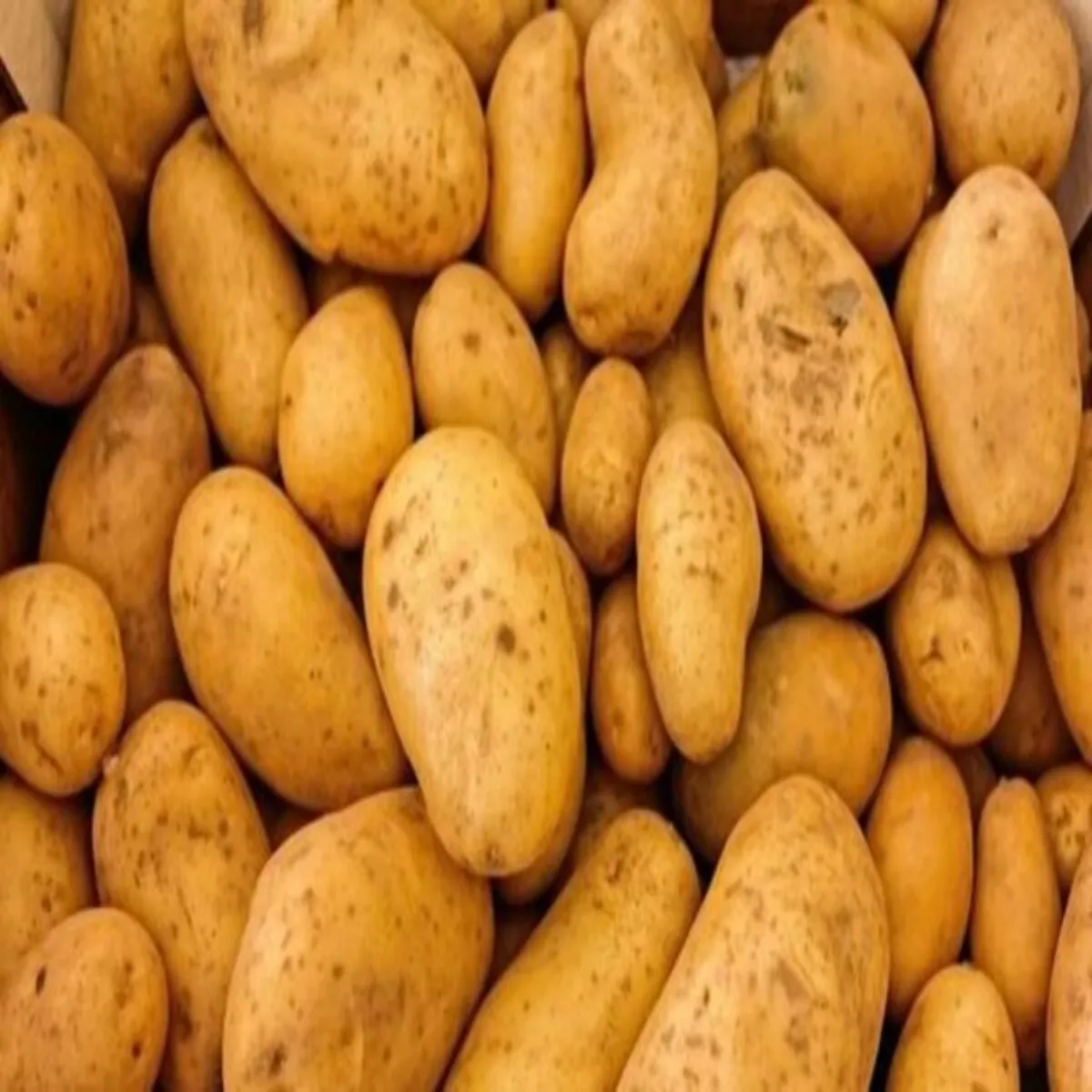 Potatomarket Potatomarket Yupi Men Shuru Huee