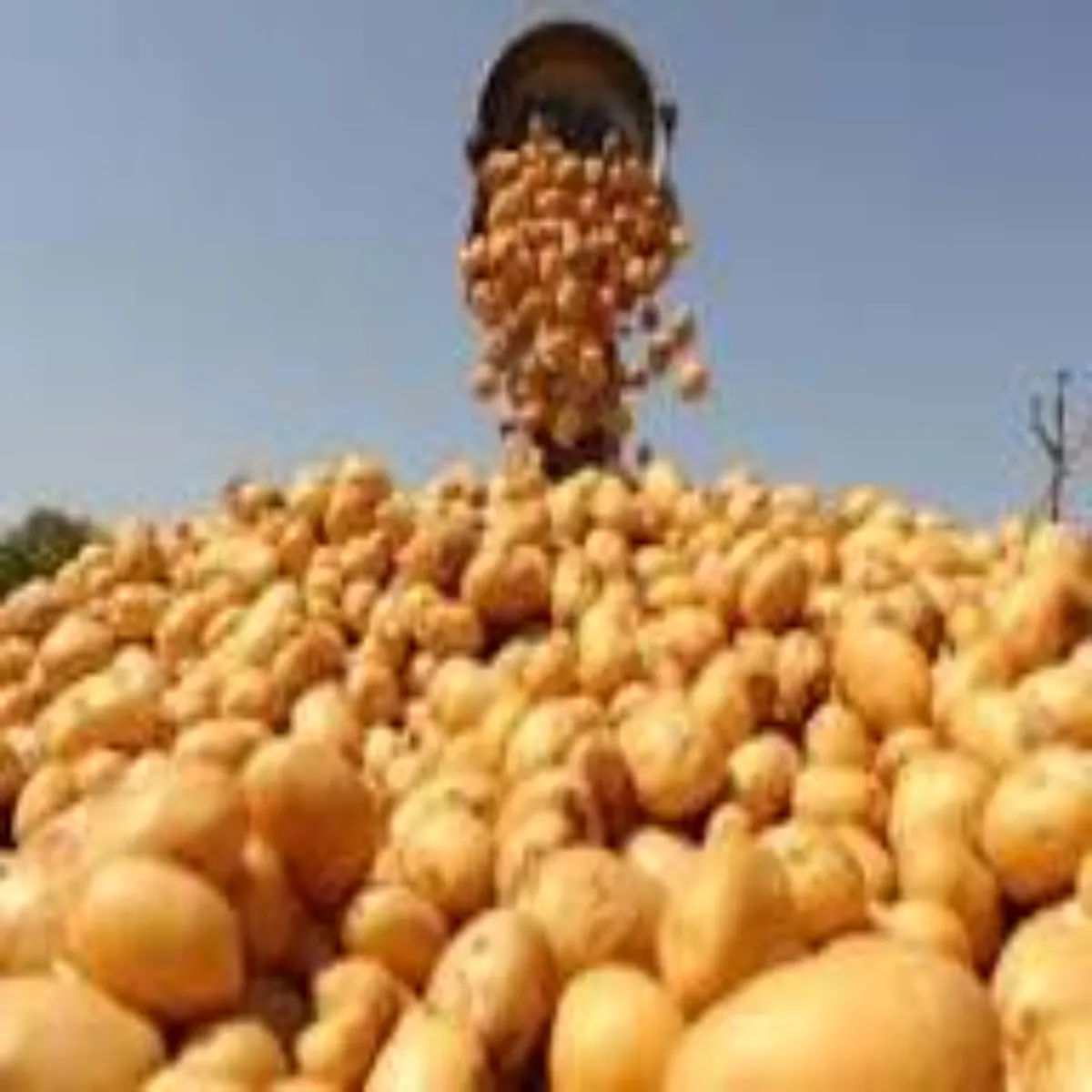 Potatocrisis Potatocrisis Girti Kimton Aalu Kisanon