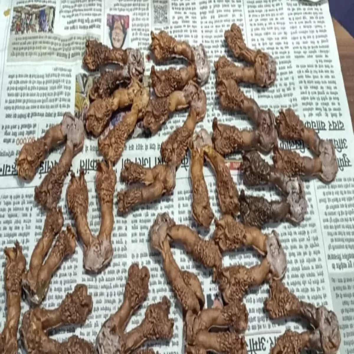 Wildlifecrime Wildlifecrime Ranchi Men Mnitr Lijard